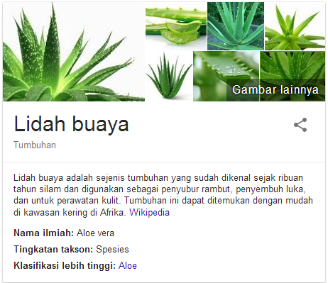 lidah buaya